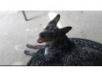 Adopt A718956 a Australian Cattle Dog / Blue Heeler