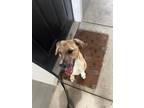 Adopt TOAST a Great Dane