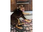 Adopt DOBBY a Doberman Pinscher