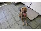 Adopt Ruffy a Catahoula Leopard Dog, Mixed Breed