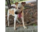 Adopt Jedidiah a Labrador Retriever, Pit Bull Terrier