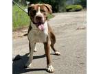 Adopt Symbol a Pit Bull Terrier