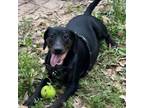 Adopt Sly a Terrier, Dachshund