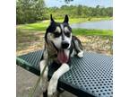 Adopt Ace a Husky