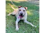 Adopt Comet a Shepherd
