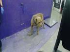 Adopt PLEX a Staffordshire Bull Terrier, Mixed Breed