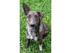 Adopt GUS a Border Collie, Mixed Breed
