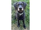 Adopt CHOPPER a Labrador Retriever, German Wirehaired Pointer