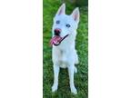 Adopt HUGO a Husky