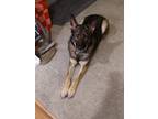 Adopt CHIEF a German Shepherd Dog