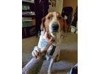 Adopt RICO a Australian Cattle Dog / Blue Heeler, Mixed Breed