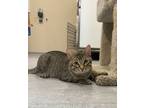 Adopt Benji a Domestic Short Hair