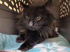 Adopt BUSINESS CAT BULLET a Domestic Long Hair