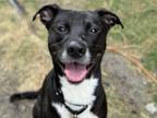 Adopt DRACO a Labrador Retriever, Border Collie