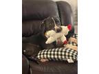 Adopt MARLO a Pit Bull Terrier