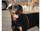 Adopt RODERICK a Rottweiler
