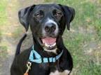 Adopt BELLIE a Pit Bull Terrier
