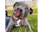 Adopt Blue a Mixed Breed
