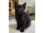 Adopt Stevie a Domestic Short Hair