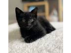 Adopt Ziggy a Domestic Short Hair