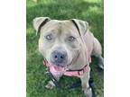 Adopt ABE a Pit Bull Terrier