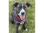 Adopt CASPIAN a Staffordshire Bull Terrier, Mixed Breed