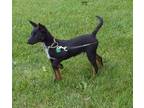 Adopt Vincent a Cocker Spaniel, Australian Cattle Dog / Blue Heeler