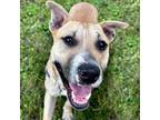 Adopt McAlester a Pit Bull Terrier