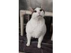 Adopt MOTO-MOTO a Domestic Short Hair