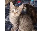 Adopt PABLO a Domestic Short Hair
