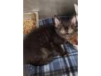Adopt KNUCKLES a Domestic Short Hair