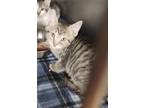 Adopt BRANDO a Domestic Short Hair