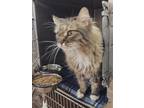 Adopt HENRY a Domestic Long Hair