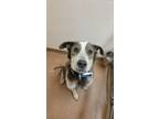 Adopt VILLIN a Pit Bull Terrier, Australian Shepherd