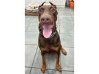 Adopt Kassimiro 3262 a Doberman Pinscher