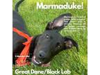 Adopt Marmaduke a Black Labrador Retriever, Great Dane