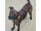Adopt Balto - Tessa litter a Terrier, Dachshund