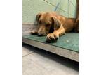 Adopt MIDORIYA a Foxhound, Mixed Breed