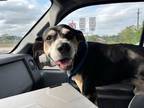 Adopt RIOT a Beagle, Mixed Breed