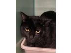 Adopt Augustus a Domestic Short Hair