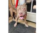 Adopt Otis a Pit Bull Terrier