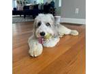 Adopt Teddy a Old English Sheepdog, Poodle