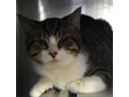 Adopt 0154-C24 a Domestic Short Hair
