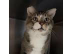 Adopt 0629-C24 a Domestic Short Hair