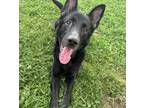 Adopt Hank a German Shepherd Dog, Mixed Breed