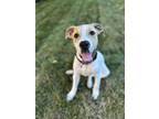 Adopt Sawyer a Pit Bull Terrier
