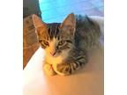 Adopt Castor a Tabby, Domestic Short Hair