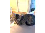 Adopt Chatham a Tabby, Domestic Short Hair