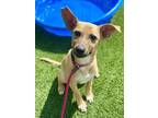 Adopt SILVER a Black Mouth Cur, Carolina Dog