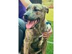Adopt PRINCE a Pit Bull Terrier, Mixed Breed